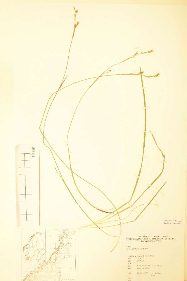 Image of Carex pediformis C. A. Mey.