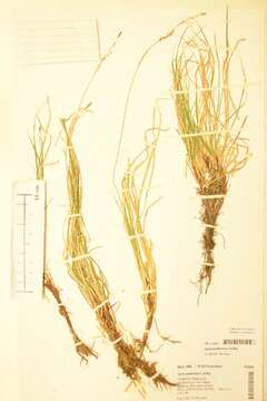 Image of Carex pediformis C. A. Mey.