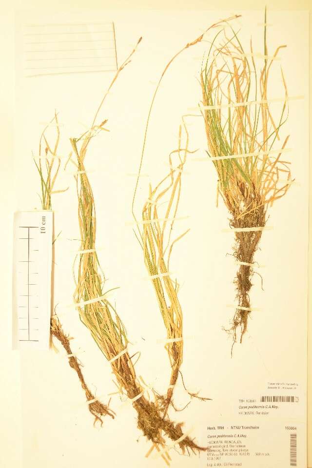 Image of Carex pediformis C. A. Mey.