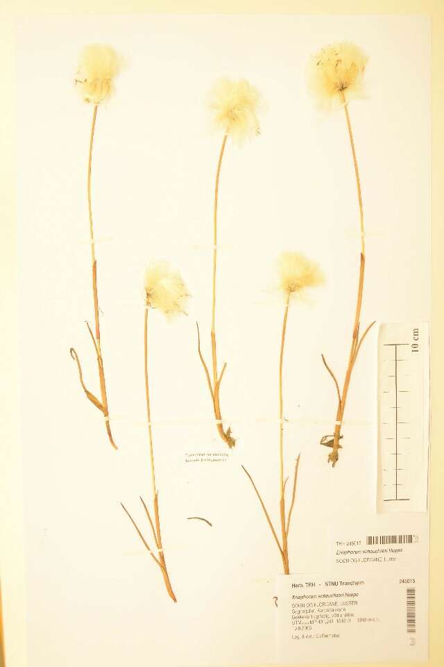 Image of white cottongrass