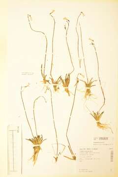 Lobelia dortmanna L. resmi