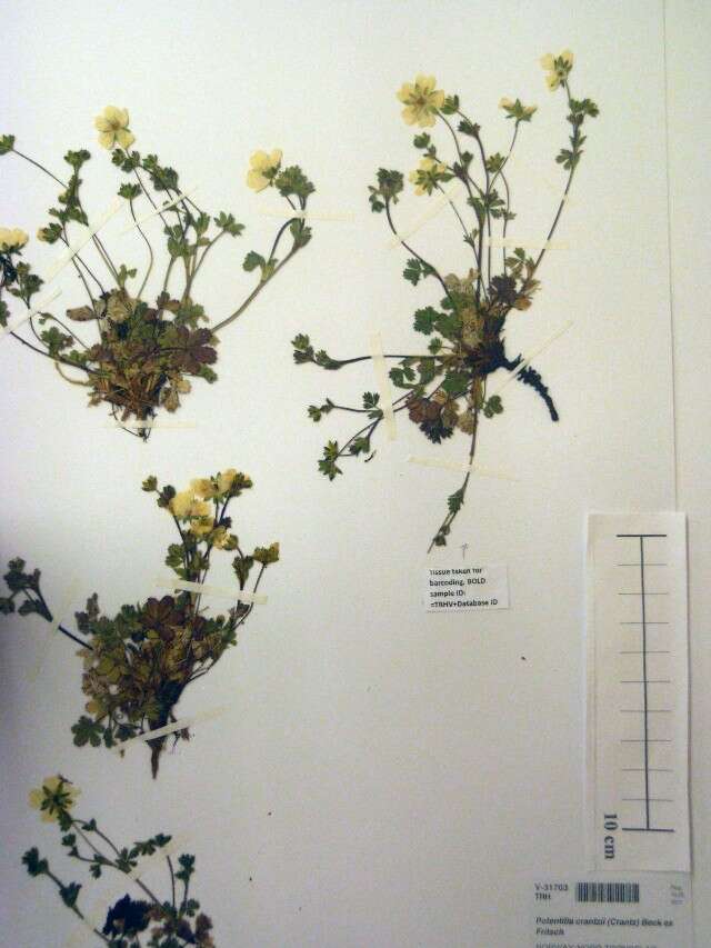 Слика од Potentilla crantzii (Crantz) Beck