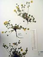 Слика од Potentilla crantzii (Crantz) Beck