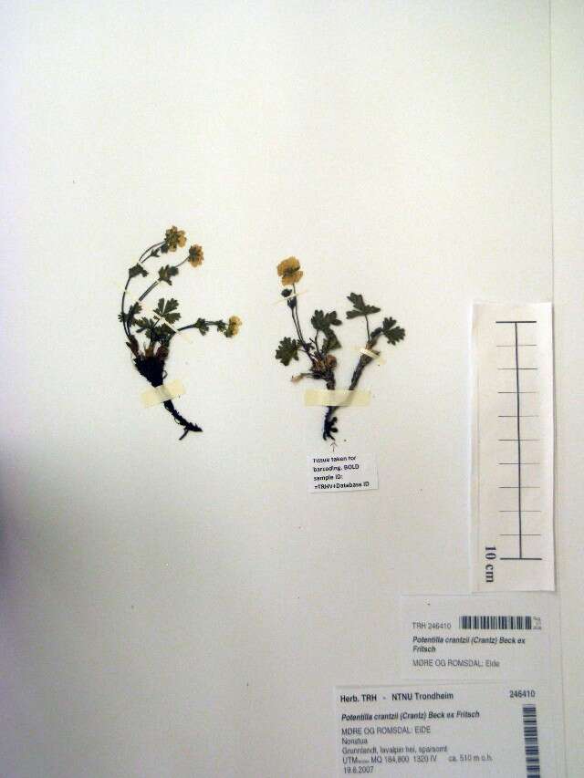 Слика од Potentilla crantzii (Crantz) Beck