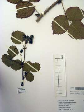 Image of Rubus cyclomorphus H. E. Weber