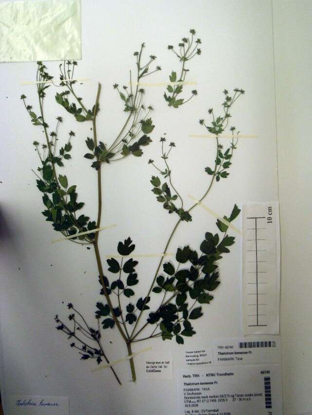 Слика од Thalictrum minus subsp. elatum (Jacq.) Stoj. & Stef.