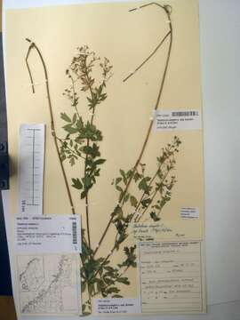 Image of meadow-rue