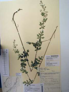 Image of Thalictrum simplex L.