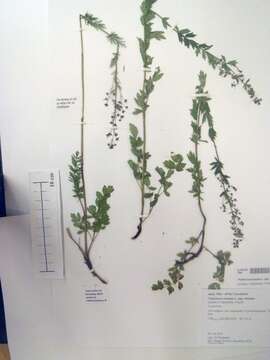 Image of meadow-rue