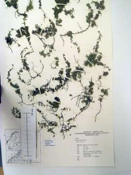 صورة Thymus praecox Opiz