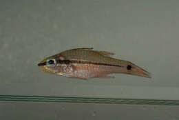 Image of Bridled cardinalfish