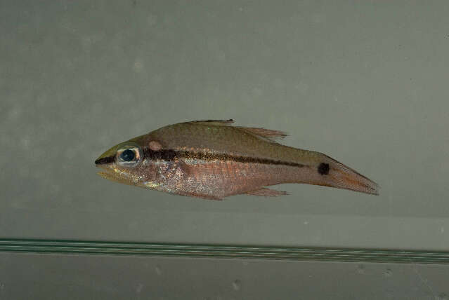 Image of Bridled cardinalfish