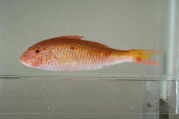 Image of Cinnabar goatfish