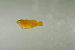 Image of Yellow clown goby