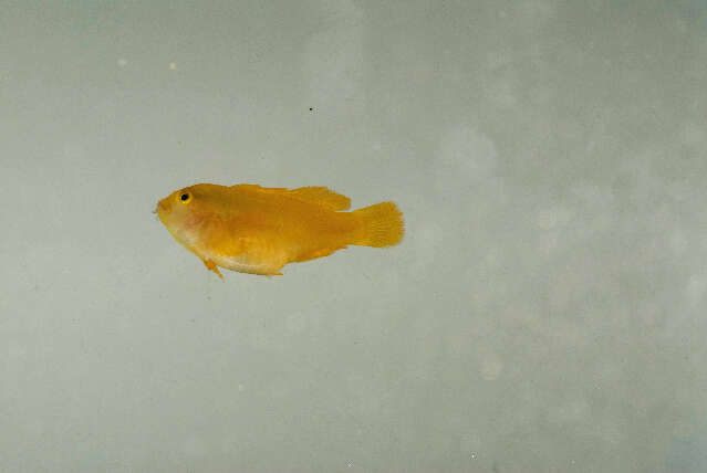 Image of Yellow clown goby