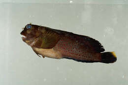 Image of Lady Musgrave blenny