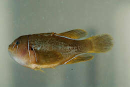 Image of Lemon coralgoby