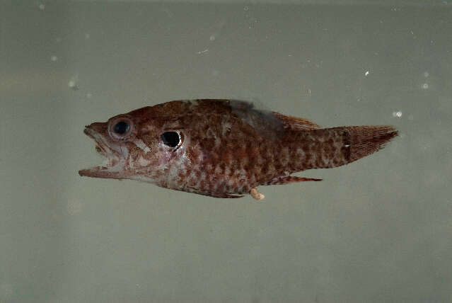 Image of Multi-spotted cardinal-fish