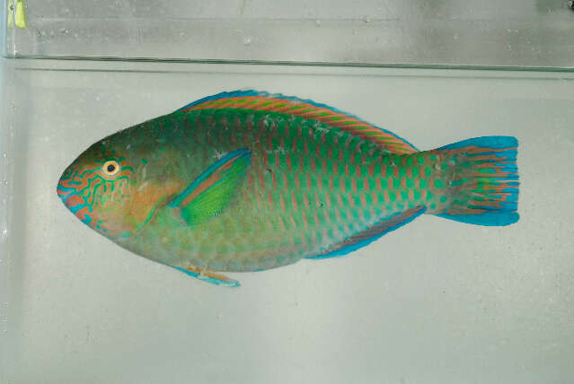 Image of Rivulated parrotfish
