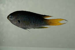 Image of Orange-tailed damsel-fish