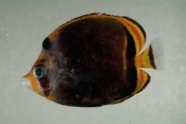 Image of Black Butterflyfish