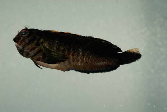 Image of Red-streaked Blenny