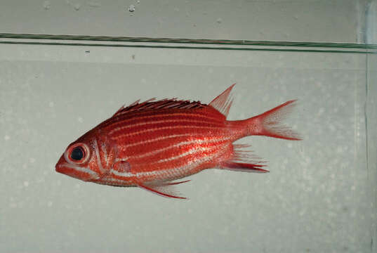 Image of Crown Squirrelfish