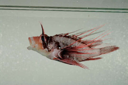 Image of Radial firefish