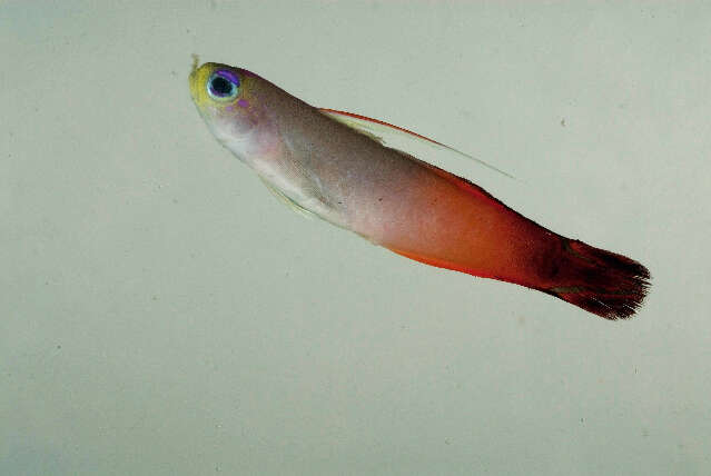 Image of Fire Dartfish