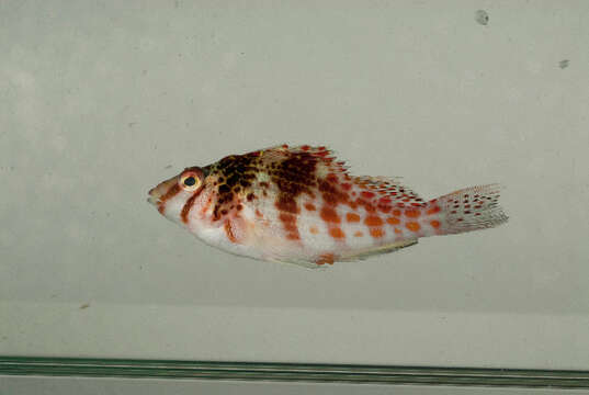 Image of Coral Hawkfish