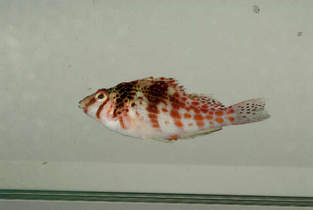 Image of Coral Hawkfish