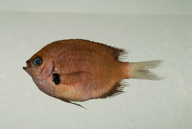 Chromis agilis Smith 1960的圖片