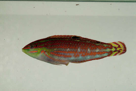 Image of Claudia's wrasse