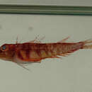 Image of New Caledonian striped triplefin