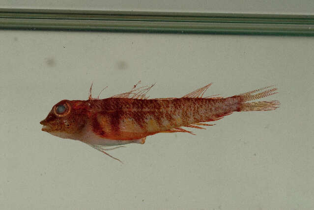 Image of New Caledonian striped triplefin