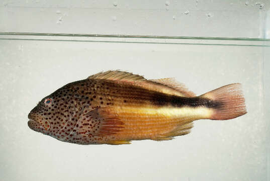 Image of Blackside Hawkfish