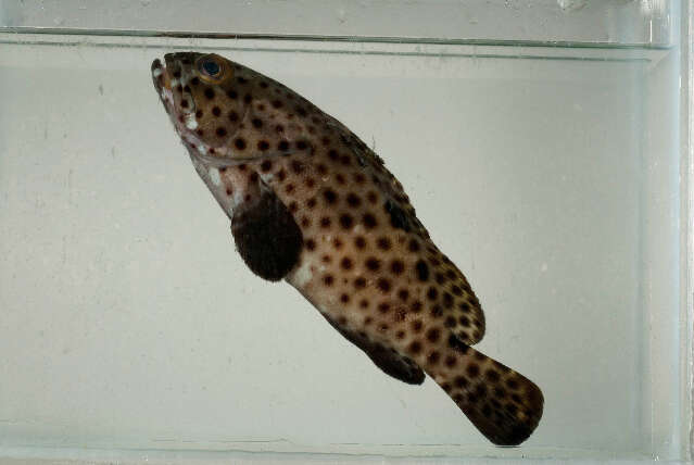 Image of Blacksaddle grouper