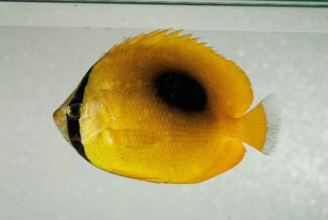 Image of Butterflyfish