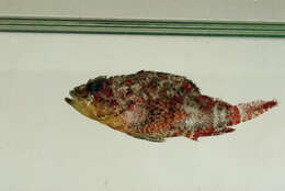Image of Blotchfin scorpionfish