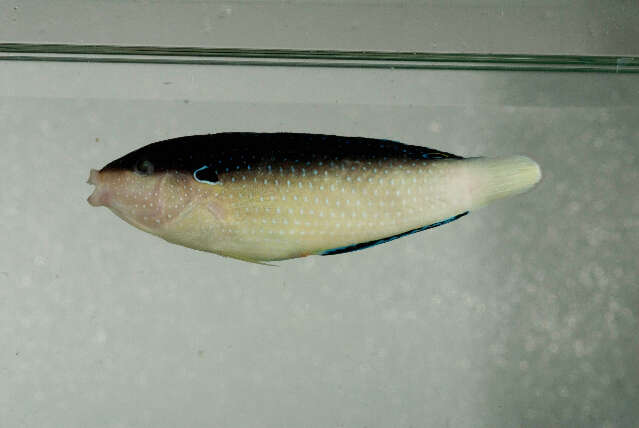 Image of New guinea wrasse