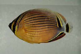 Image of Oval Butterflyfish