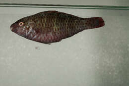 Image of Schlegel's parrotfish