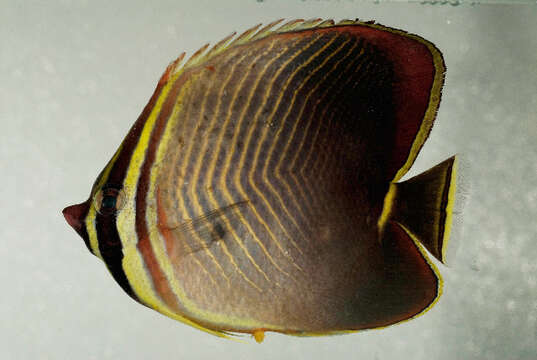 Image de Chaetodon baronessa Cuvier 1829