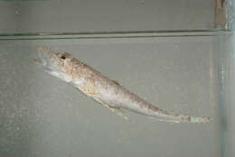 Image of Flathead