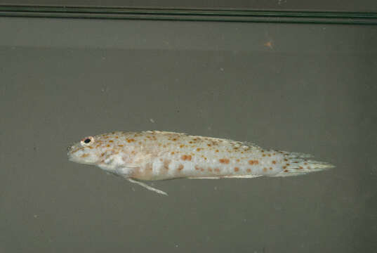 Image of Orangespotted goby