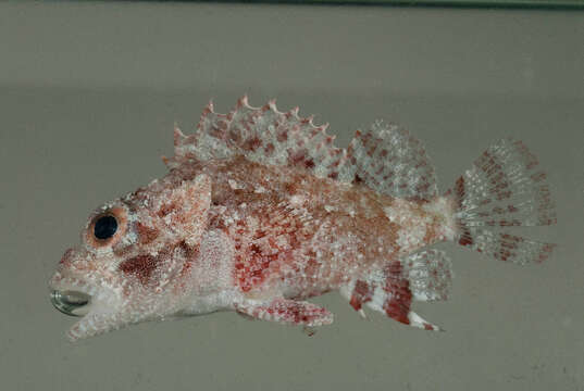 Image of Mauritius scorpionfish