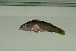 Image of Pseudochromis