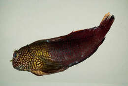 Image of Lady Musgrave blenny