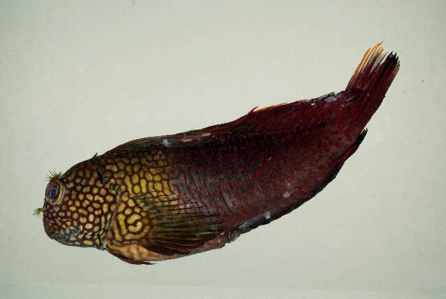 Image of Lady Musgrave blenny