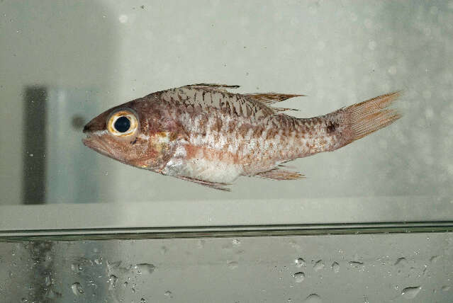 Image of Norfolk cardinalfish